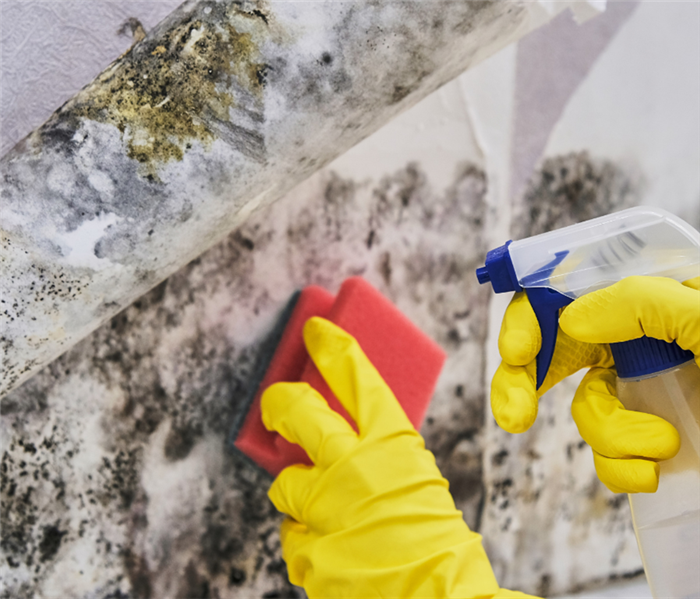 Picture shows a person cleaning mold off a wall with yellow gloves and a spray bottle 
