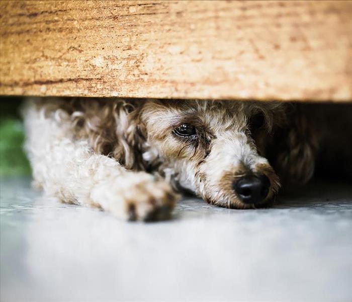 image of a scared dog hiding underneath a bed